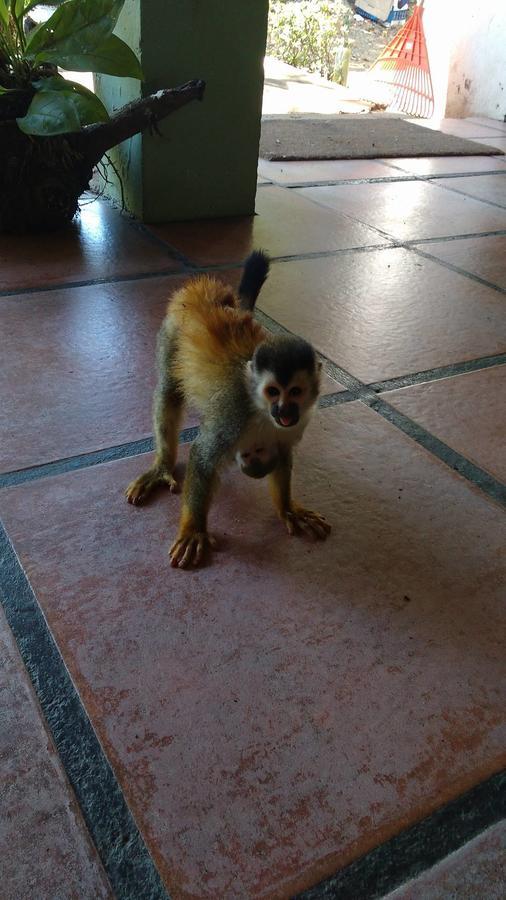 Manuel Antonio Hostel Resort Luaran gambar